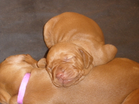 3L Puppies 5